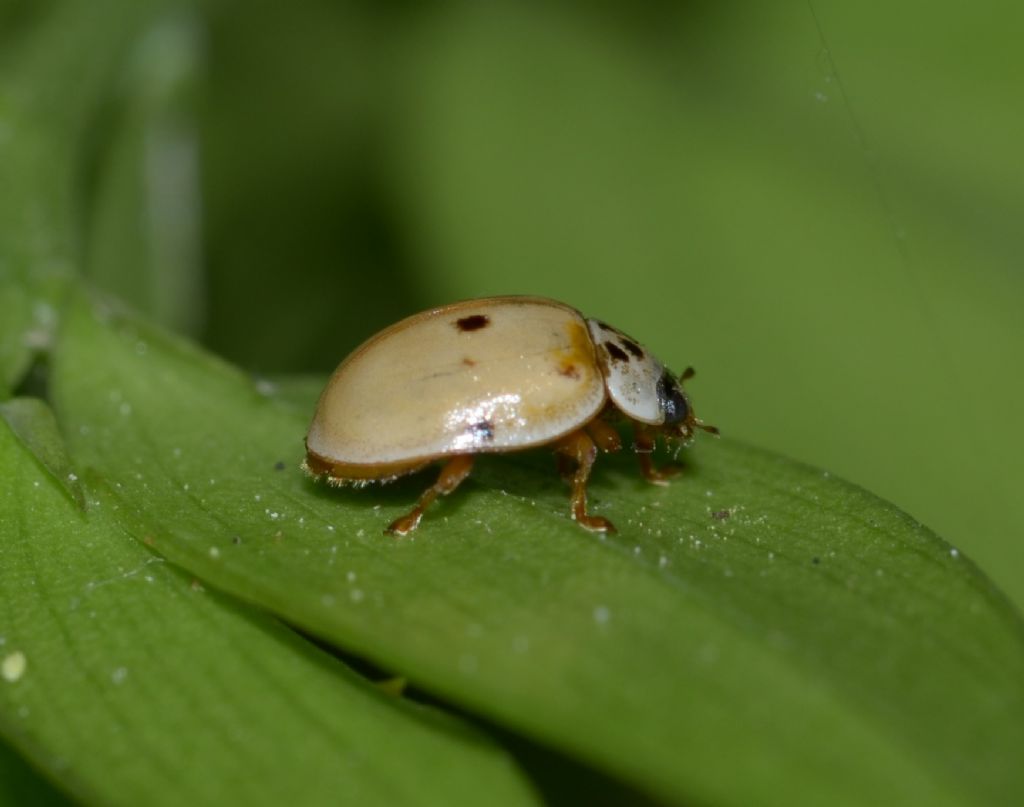 Adalia o Harmonia? Larve di Harmonia sp.e forse adulti di Adalia decempunctata